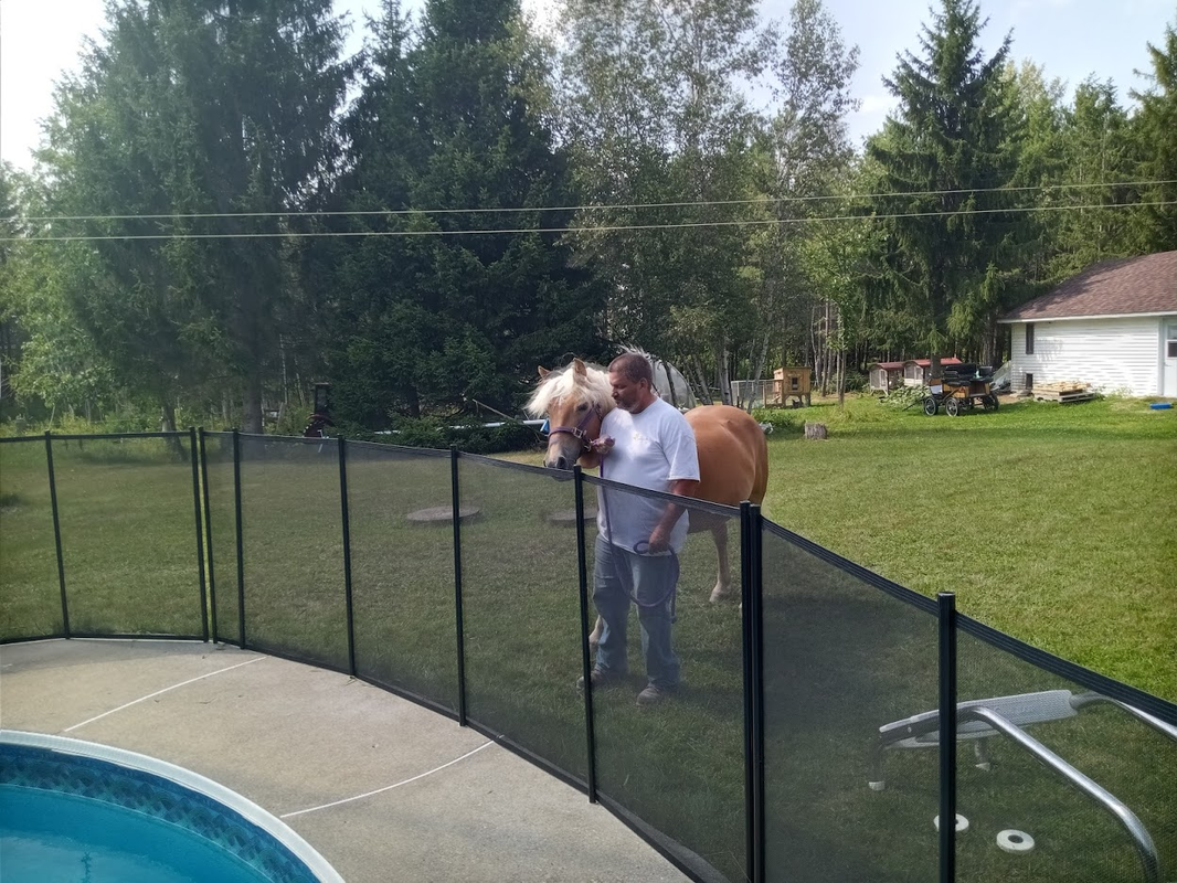 Pool, fence, country, horse, prevention, drownings, safety