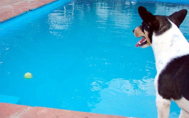 Protect your pets around the pool, pool and safety pets, fencing pets, fencing dog, fencing puppy, child safe removable pool fence, Pools and Pet Safety, 